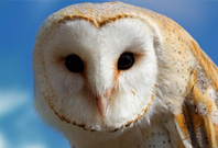 Barn Owl Facts, Pictures, Habitat And Diet Information