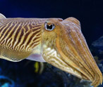 Cuttlefish Facts