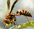 Wasps Facts