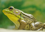 American Bullfrog