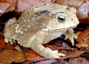 Asian Common Toad