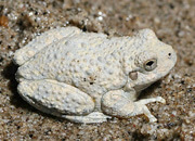 Canyon Tree Frog