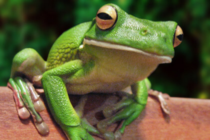 Frog Green Color