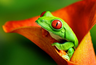 Frog In Flower
