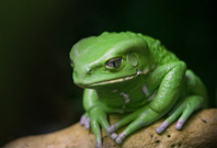 Frog Sitting On An Wood