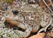 Great Basin Spadefoot