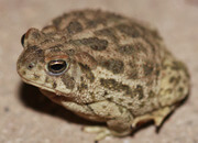 Great Plains Toad