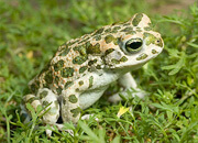 Green Toad