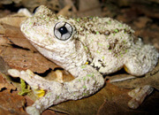 Hazara Torrent Frog