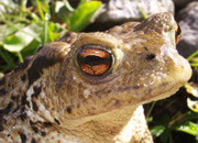 Himalayan Toad