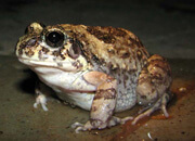 Indian Burrowing Frog