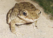 Indus Valley Toad