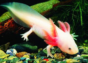 Mexican Salamander