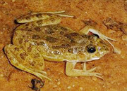 Murree Hills Frog