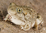 New Mexico Spadefoot