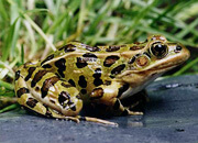 Northern Leopard Frog