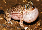 Plains Spadefoot