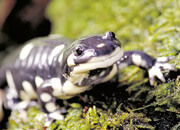 Tiger Salamander