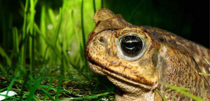 Toad On Grass