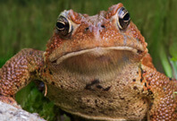 Toad Sitting On Garden