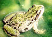 Western Chorus Frog