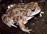 Western Toad