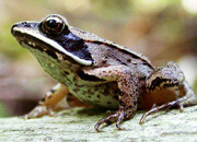 Wood Frog