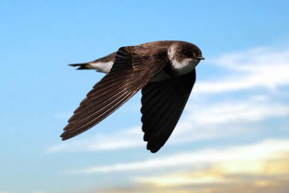 Bank Swallow Flying On Sky