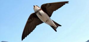 Bank Swallow Flying Sky And Watching Earth