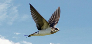 Bank Swallow Flying