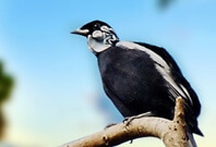 Bare Necked Fruitcrow Are Sitting On Wood