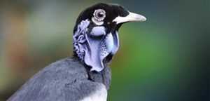 Bare Necked Fruitcrow Eye View