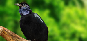 Bafe Necked Fruitcrow Sitting On Wood