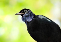 Bare Necked Fruitcrow Sitting