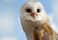 Barn Owl Beak View