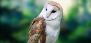 Barn Owl Gazzing