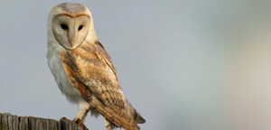 Barn Owl Sitting On Wood