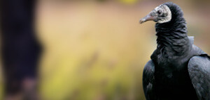 Black Vulture Beak View