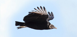 Black Vulture Bird Flying On Sky