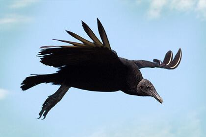 Black Vulture Bird Wingspan