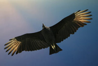 Black Vulture Flying On sky