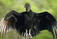 Black Vulture Gazzing