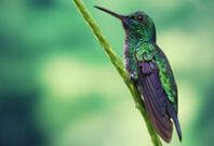 Blue Chinned Sapphire Long Beak