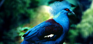 Blue Crowned Pigeon