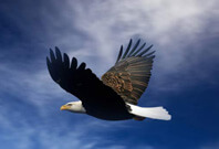 Eagle Flying On Sky