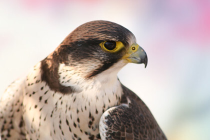 Falcon Fierce