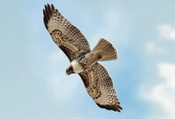 Falcon Flying Sky Full View