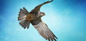 Falcon Flying Sky