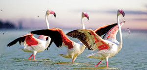 Flamingos in Group