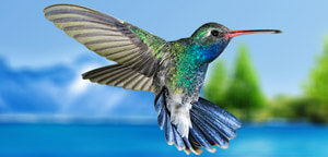 Hummingbird Flapping Wings During Flight